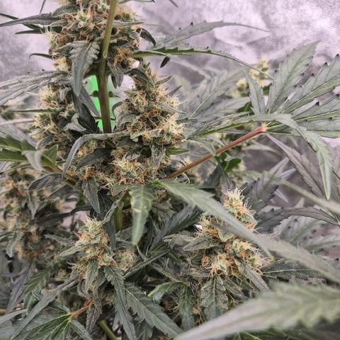 Sticky beast 👹👹👹( zamnesia) #3 growlog timeline photo