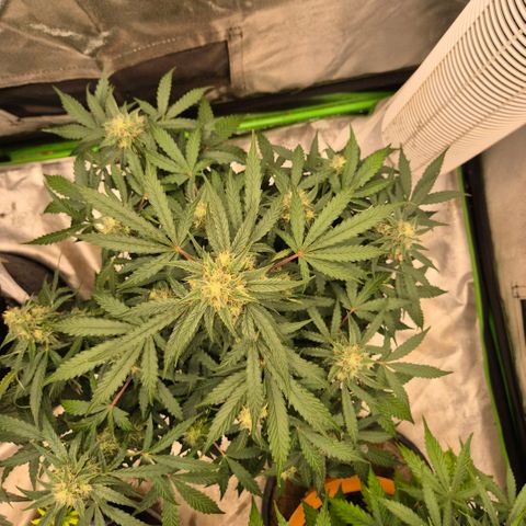 Milky way  🌌🌌🌌🌌 (hybrid) #2 links growlog timeline photo