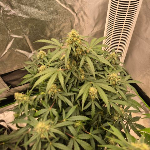 Milky way  🌌🌌🌌🌌 (hybrid) #2 links growlog timeline photo