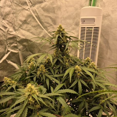 Milky way  🌌🌌🌌🌌 (hybrid) #2 links growlog timeline photo