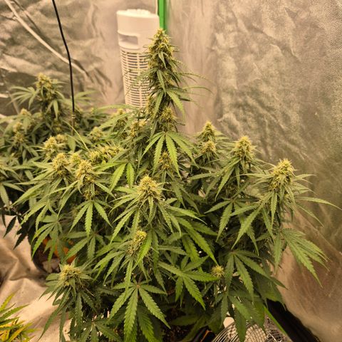 Milky way  🌌🌌🌌🌌 (hybrid) #3 growlog timeline photo