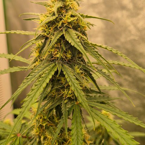 Milky way  🌌🌌🌌🌌 (hybrid) #3 growlog timeline photo