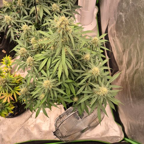 Milky way  🌌🌌🌌🌌 (hybrid) #3 growlog timeline photo