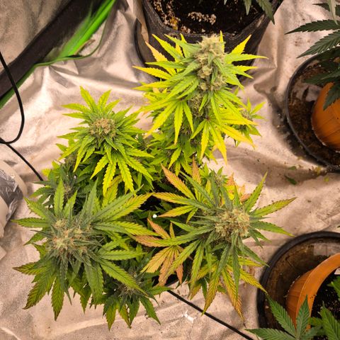 Milky way  🌌🌌🌌🌌 (hybrid) #4 growlog timeline photo