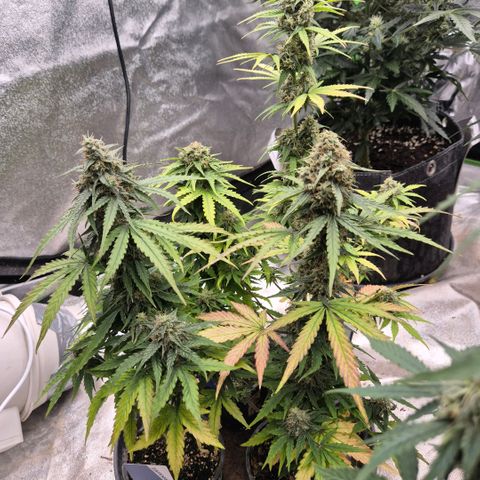 Milky way  🌌🌌🌌🌌 (hybrid) #4 growlog timeline photo