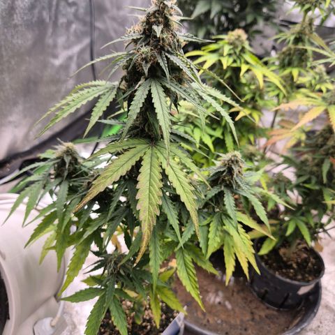 Milky way  🌌🌌🌌🌌 (hybrid) #4 growlog timeline photo