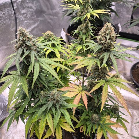 Sticky beast 👹👹👹( zamnesia) #1 growlog timeline photo