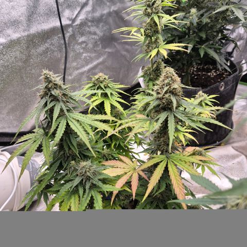 Sticky beast 👹👹👹( zamnesia) #2 growlog timeline photo