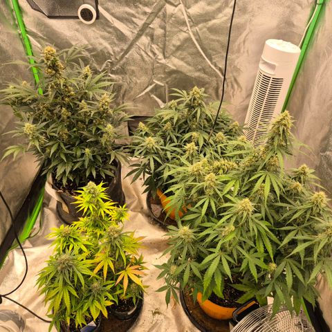 Sticky beast 👹👹👹( zamnesia) #1 growlog timeline photo