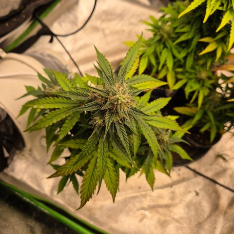 Milky way  🌌🌌🌌🌌 (hybrid) #1 growlog timeline photo