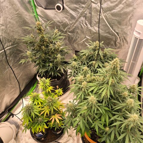 Sticky beast 👹👹👹( zamnesia) #2 growlog timeline photo