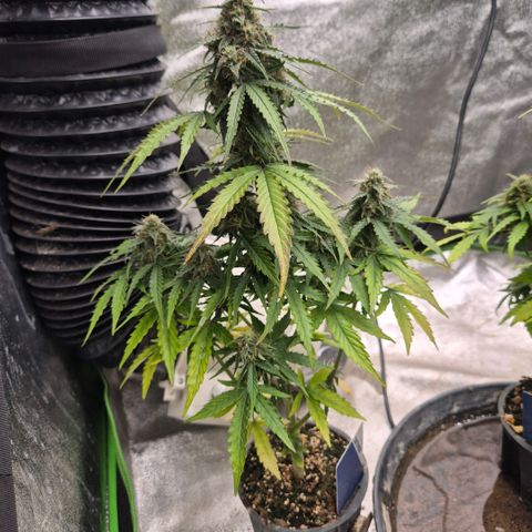Sticky beast 👹👹👹( zamnesia) #2 growlog timeline photo