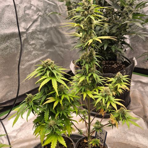 Sticky beast 👹👹👹( zamnesia) #1 growlog timeline photo
