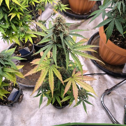 Sticky beast 👹👹👹( zamnesia) #2 growlog timeline photo