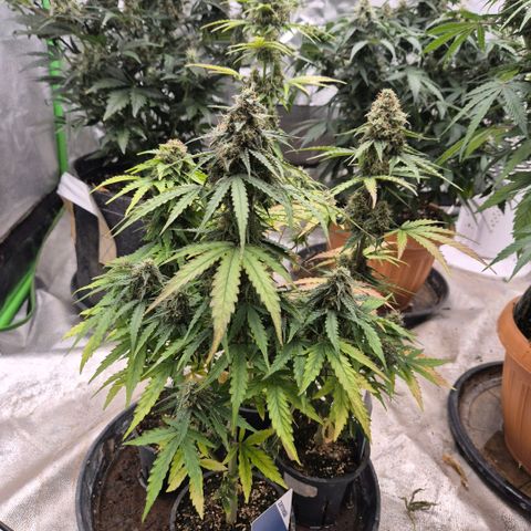 Milky way  🌌🌌🌌🌌 (hybrid) #1 growlog timeline photo