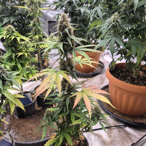 Milky way  🌌🌌🌌🌌 (hybrid) #1 growlog timeline photo