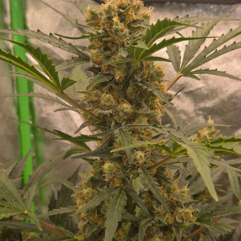 Sticky beast 👹👹👹( zamnesia) #3 growlog timeline photo