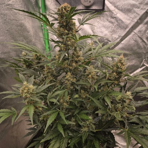 Sticky beast 👹👹👹( zamnesia) #3 growlog timeline photo
