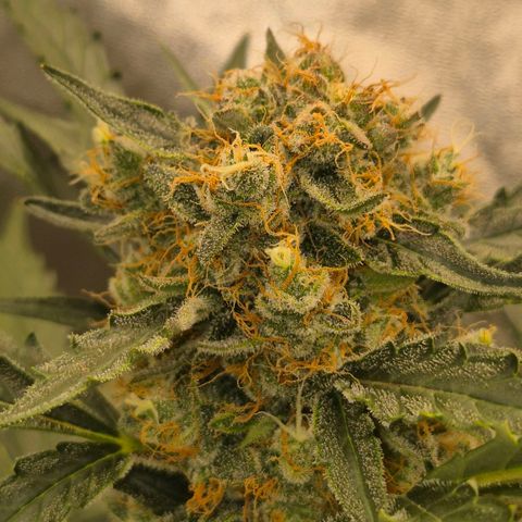 Sticky beast 👹👹👹( zamnesia) #3 growlog timeline photo