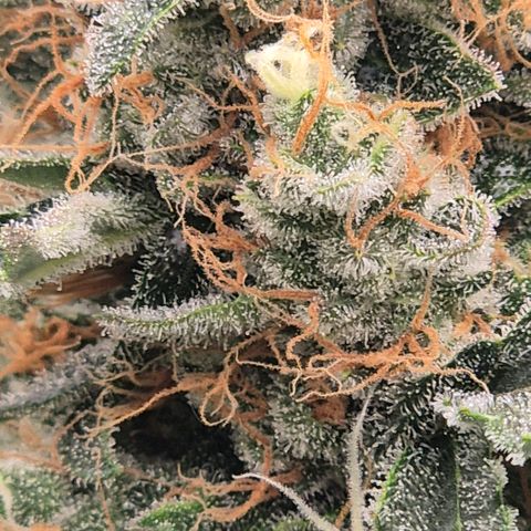 Sticky beast 👹👹👹( zamnesia) #3 growlog timeline photo
