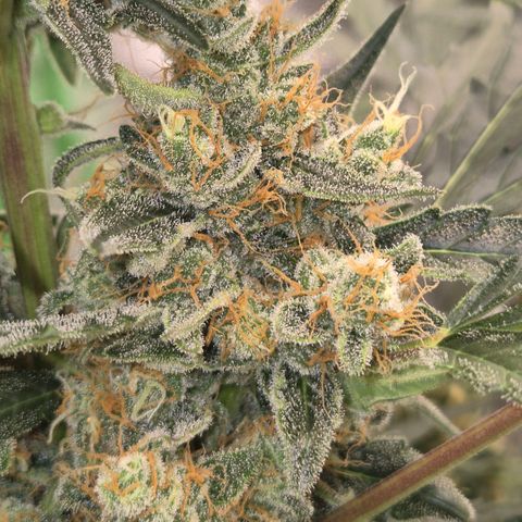 Sticky beast 👹👹👹( zamnesia) #3 growlog timeline photo