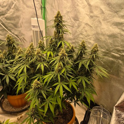 Milky way  🌌🌌🌌🌌 (hybrid) #3 growlog timeline photo
