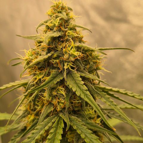 Milky way  🌌🌌🌌🌌 (hybrid) #3 growlog timeline photo
