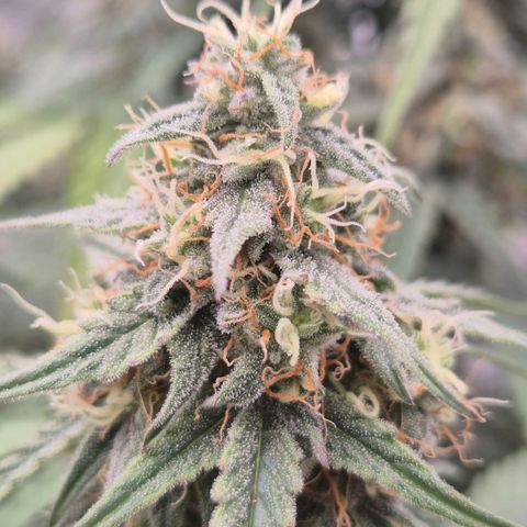 Milky way  🌌🌌🌌🌌 (hybrid) #3 growlog timeline photo
