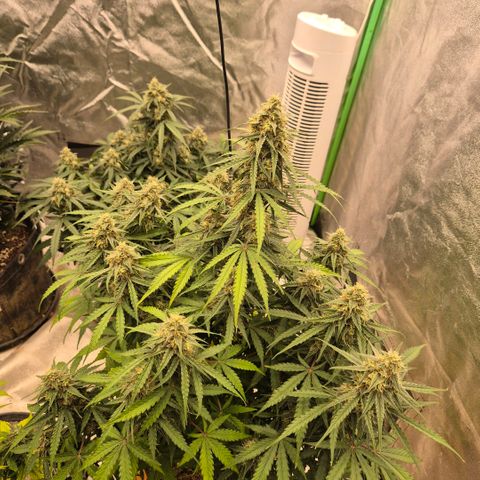 Milky way  🌌🌌🌌🌌 (hybrid) #3 growlog timeline photo