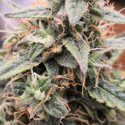 Milky way  🌌🌌🌌🌌 (hybrid) #1 growlog timeline photo