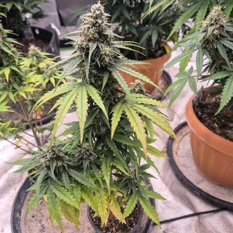 Milky way  🌌🌌🌌🌌 (hybrid) #1 growlog timeline photo