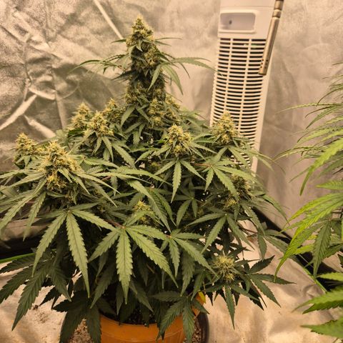 Milky way  🌌🌌🌌🌌 (hybrid) #2 links growlog timeline photo