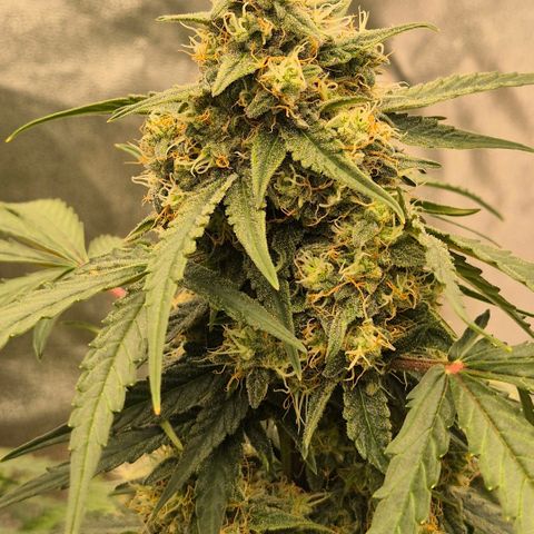 Milky way  🌌🌌🌌🌌 (hybrid) #2 links growlog timeline photo