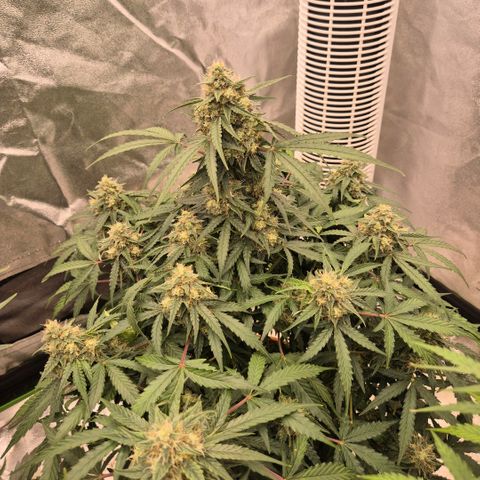 Milky way  🌌🌌🌌🌌 (hybrid) #2 links growlog timeline photo