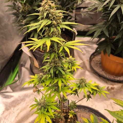 Sticky beast 👹👹👹( zamnesia) #1 growlog timeline photo