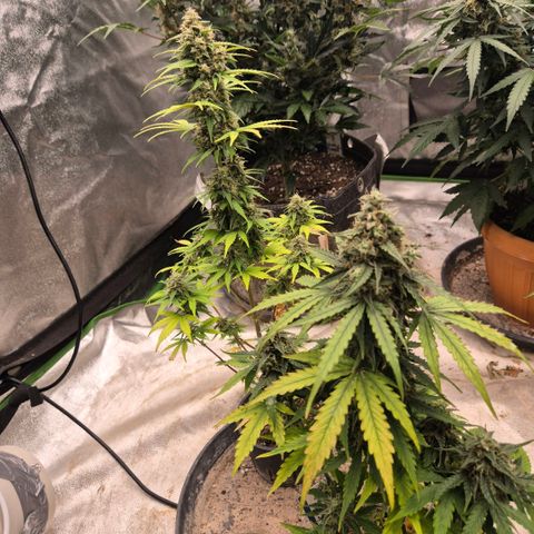 Sticky beast 👹👹👹( zamnesia) #1 growlog timeline photo