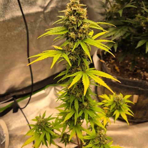 Sticky beast 👹👹👹( zamnesia) #1 growlog timeline photo