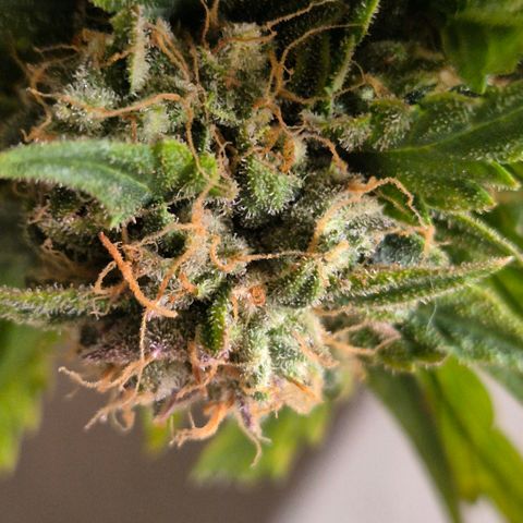 Milky way  🌌🌌🌌🌌 (hybrid) #4 growlog timeline photo