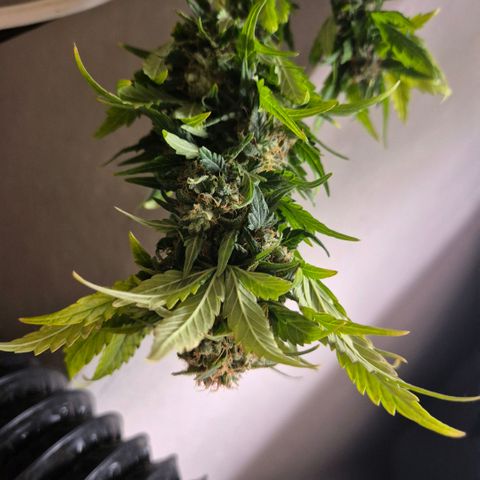 Milky way  🌌🌌🌌🌌 (hybrid) #4 growlog timeline photo