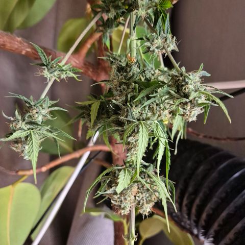 Sticky beast 👹👹👹( zamnesia) #2 growlog timeline photo