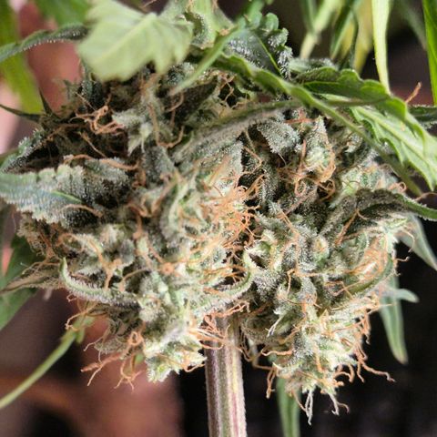 Sticky beast 👹👹👹( zamnesia) #2 growlog timeline photo