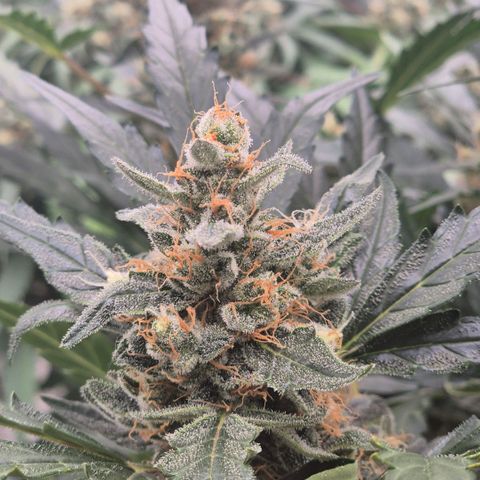 Sticky beast 👹👹👹( zamnesia) #3 growlog timeline photo