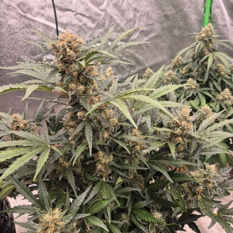 Sticky beast 👹👹👹( zamnesia) #3 growlog timeline photo