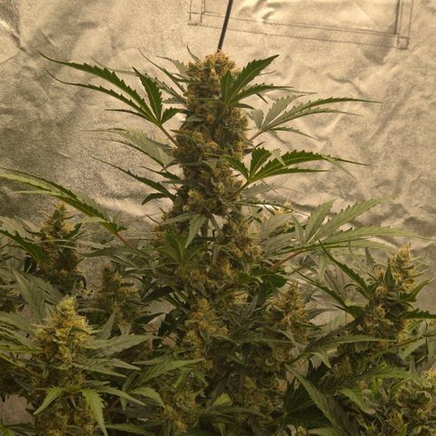 Sticky beast 👹👹👹( zamnesia) #3 growlog timeline photo