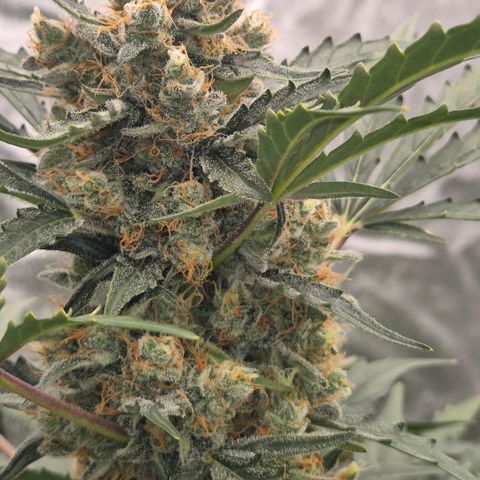 Sticky beast 👹👹👹( zamnesia) #3 growlog timeline photo