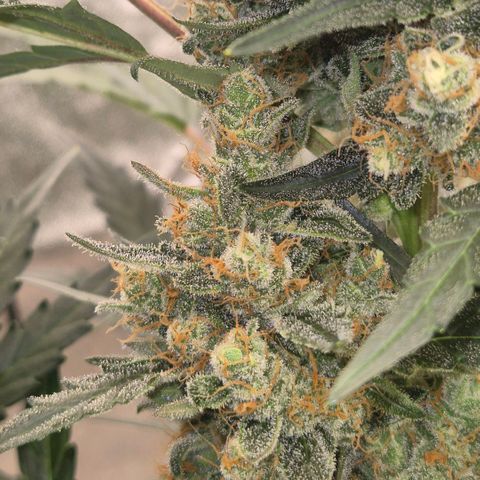 Sticky beast 👹👹👹( zamnesia) #3 growlog timeline photo