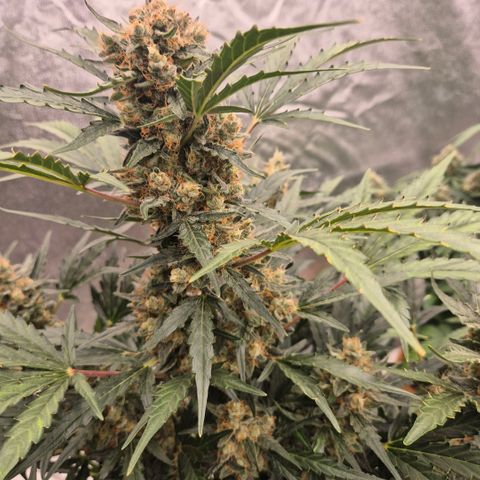 Sticky beast 👹👹👹( zamnesia) #3 growlog timeline photo