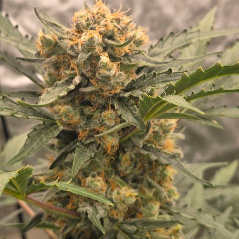 Sticky beast 👹👹👹( zamnesia) #3 growlog timeline photo