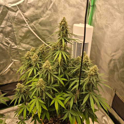 Milky way  🌌🌌🌌🌌 (hybrid) #3 growlog timeline photo