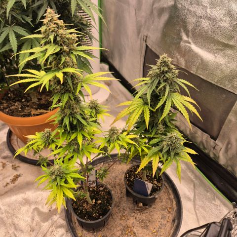 Milky way  🌌🌌🌌🌌 (hybrid) #1 growlog timeline photo